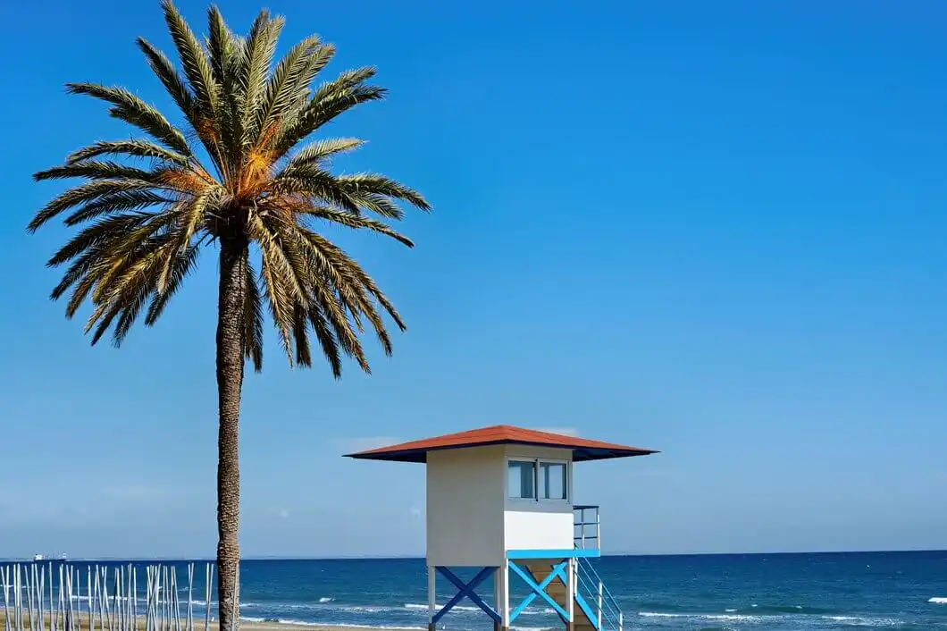 beach with big palm tree sunny day 1268 14353
